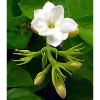 Indoor Jasmine Plants